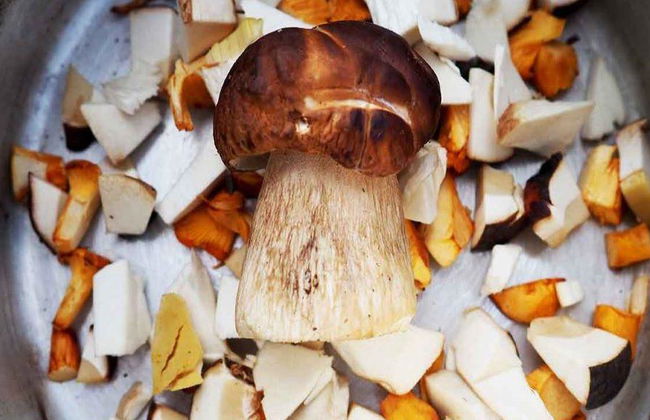 Escursione alla ricerca di funghi - Foto 3