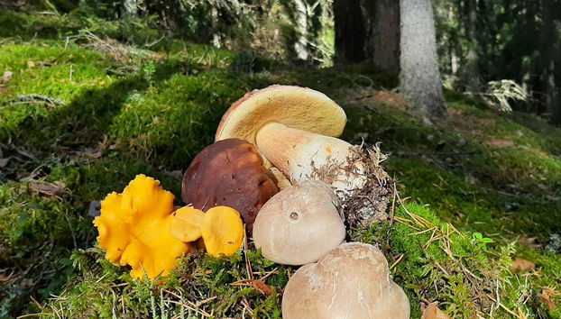 Escursione alla ricerca di funghi - Foto 2
