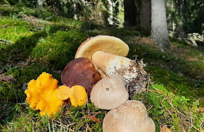 Escursione alla ricerca di funghi - Foto 2