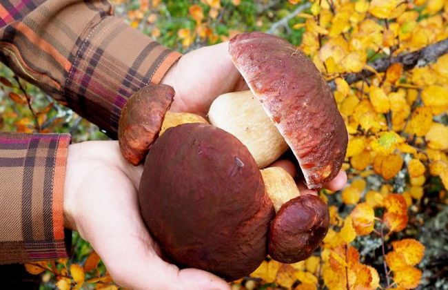 Escursione alla ricerca di funghi - Foto 1