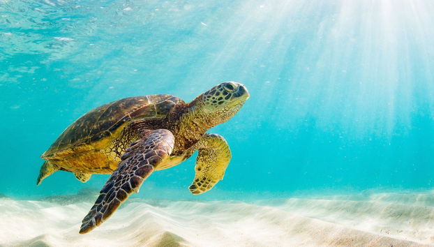 North Galapagos Islands 8-Day Diving Cruise - Foto 2