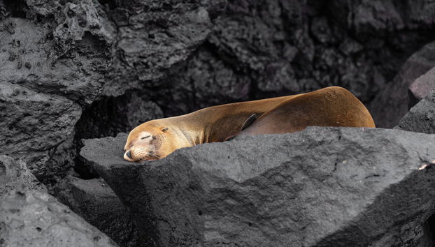 Eastern & Southern Galapagos Islands 5-day Cruise - Foto 3