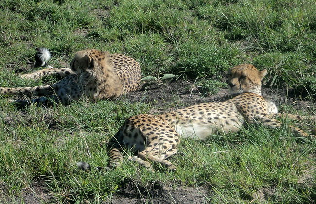 Nairobi National Park Tour and Baby Elephants - Foto 1