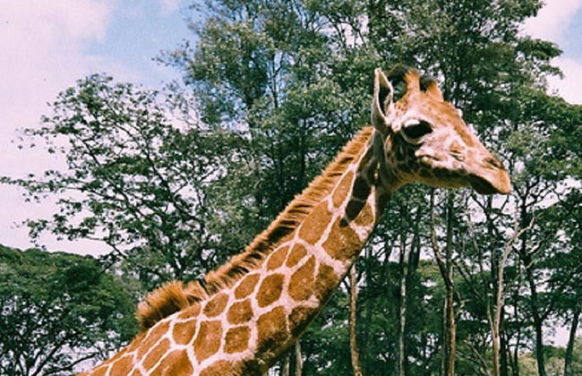 Nairobi National Park Tour and Baby Elephants - Foto 5