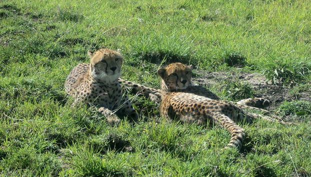 Nairobi National Park Tour and Baby Elephants - Foto 2