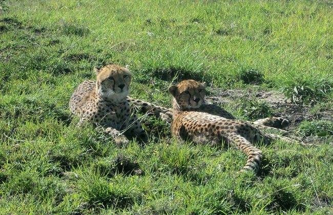 Nairobi National Park Tour and Baby Elephants - Foto 2