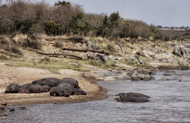 Nairobi National Park Tour and Baby Elephants - Foto 6