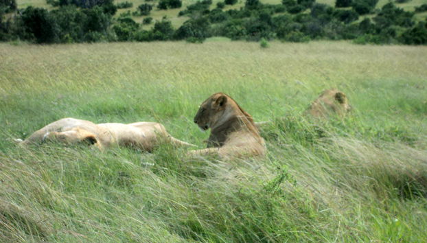 Nairobi National Park Tour and Baby Elephants - Foto 3
