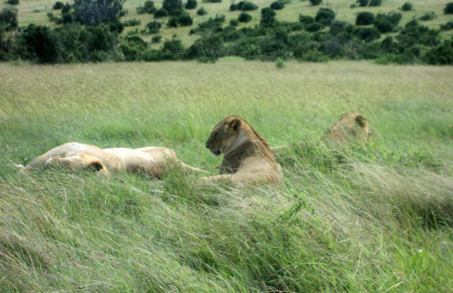 Nairobi National Park Tour and Baby Elephants - Foto 3