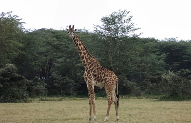 Nairobi National Park Tour and Baby Elephants - Foto 7
