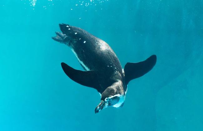 Entrada al Acuario Inbursa - Foto 4