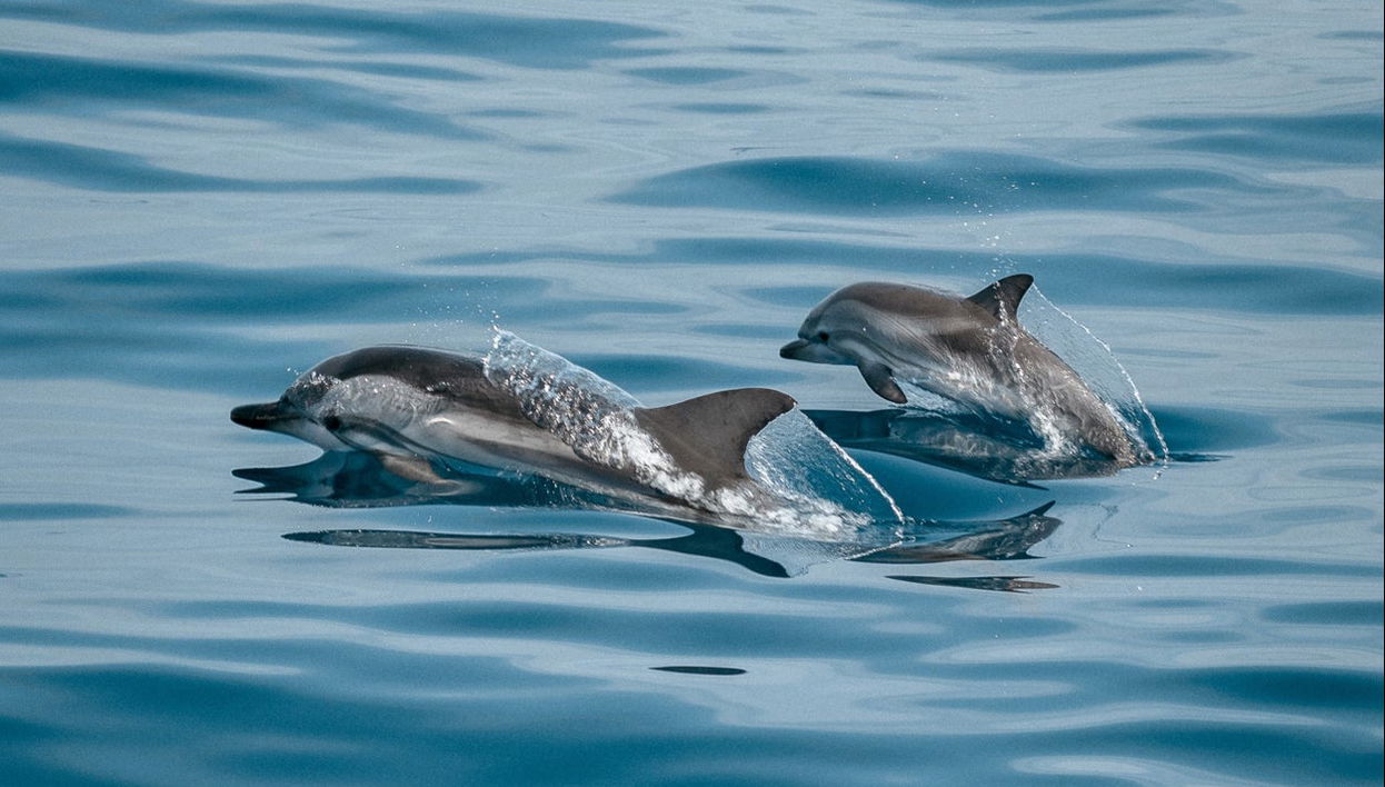 Observation de dauphins à Sotogrande - Photo 1