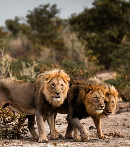 Foto de Safari de 10 días por Namibia