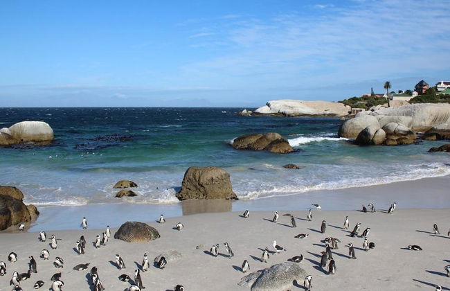Excursión de medio día a la península del Cabo - Foto 6