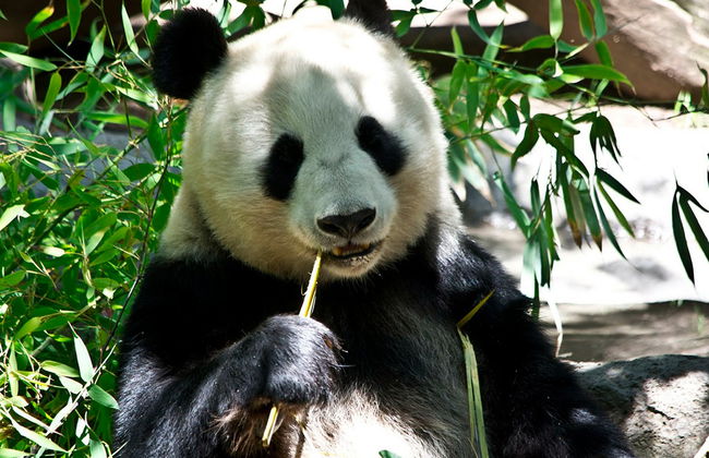 Full Day Highlight Chengdu Panda Trip and Customized City Sightseeing - Private - Photo 5