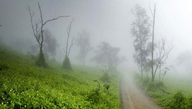 Excursión a Huaral y lomas de Lachay - Foto 2