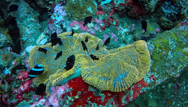 Snorkel em Bali - Foto 2