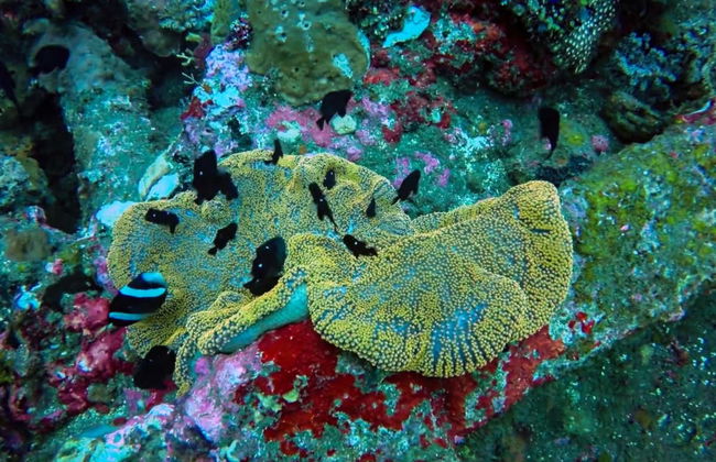 Snorkeling à Bali - Photo 2