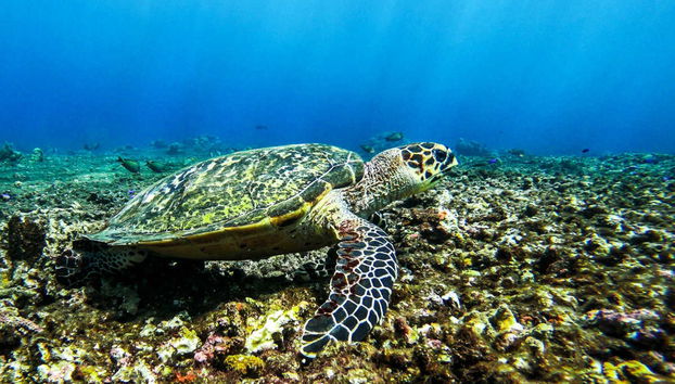 Mergulho em Bali - Foto 5