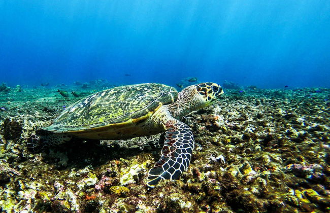 Plongée à Bali en petit groupe - Photo 5