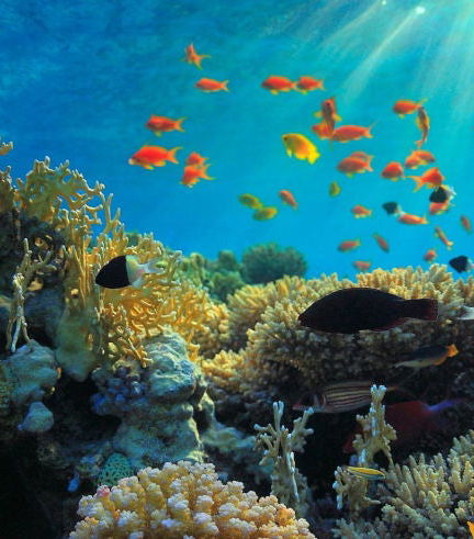 Foto de Snorkel en Bali