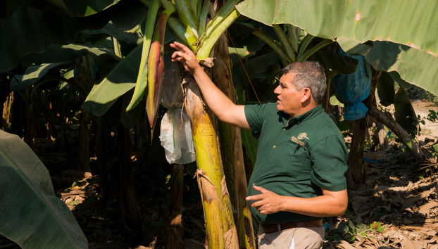 Tropical Fruit Tour - Foto 2