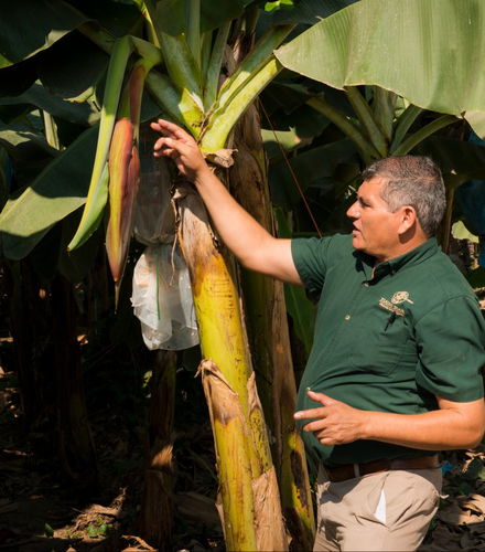 Foto de Tour de la fruta tropical