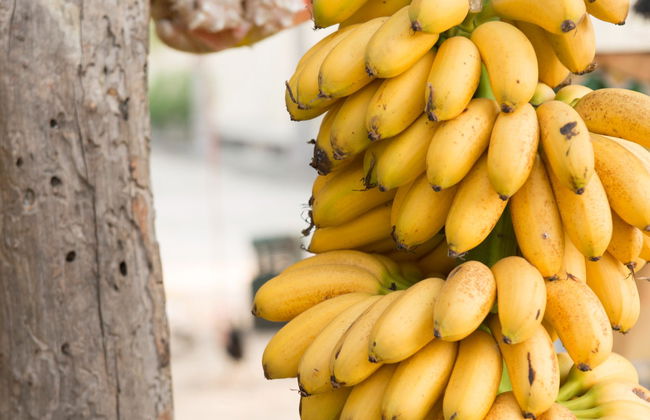 Visite des fruits tropicaux - Photo 2