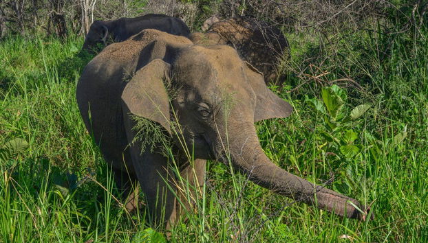 Private Hurulu Eco Park Safari - Foto 4