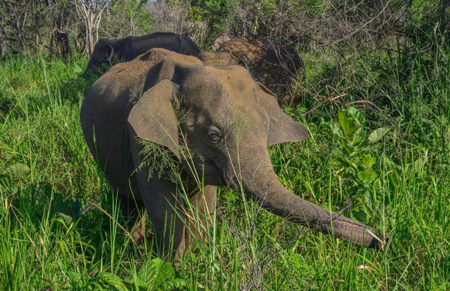 Private Hurulu Eco Park Safari - Foto 4