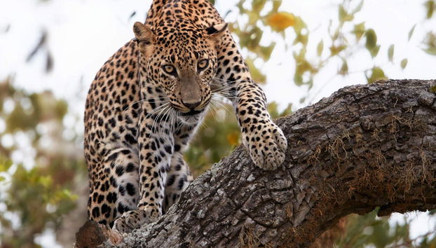 Private Hurulu Eco Park Safari - Foto 2