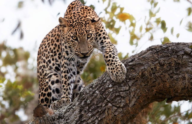 Private Hurulu Eco Park Safari - Foto 2