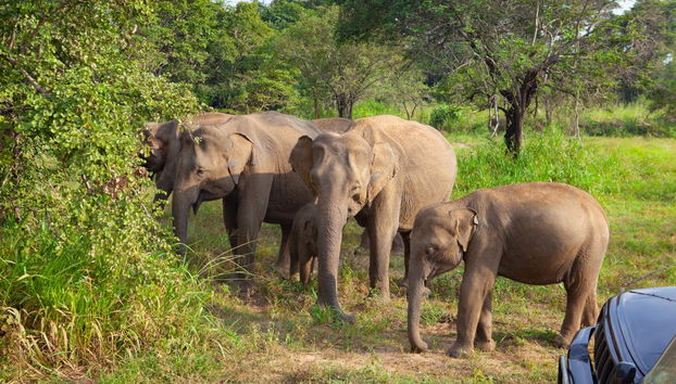 Private Hurulu Eco Park Safari - Foto 3