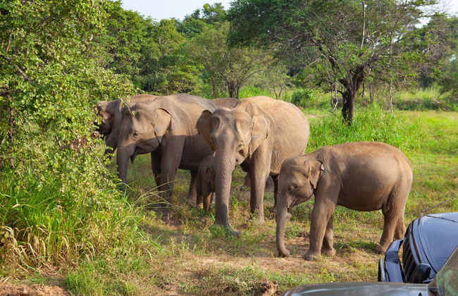 Private Hurulu Eco Park Safari - Foto 3