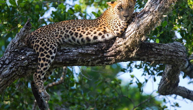 Private Hurulu Eco Park Safari - Foto 5