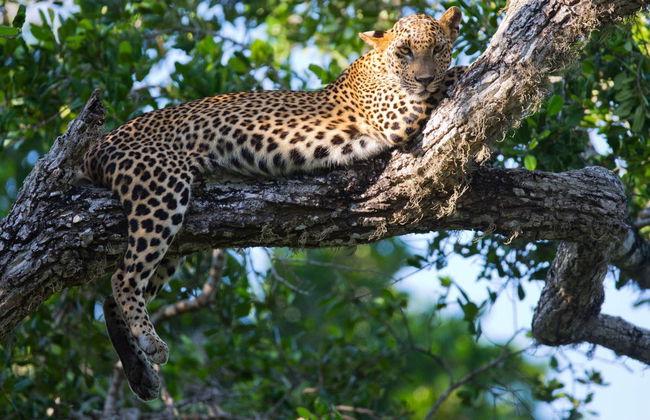 Private Hurulu Eco Park Safari - Foto 5