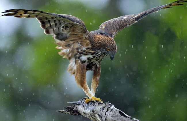 Private Hurulu Eco Park Safari - Foto 6