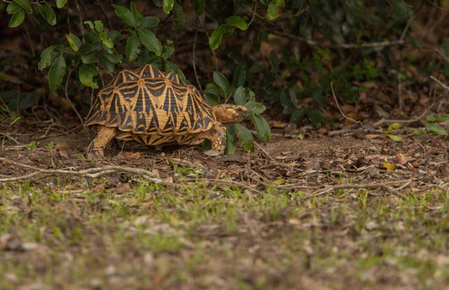 Private Hurulu Eco Park Safari - Foto 7