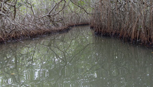 Excursión a la Ciénaga Grande de Santa Marta - Foto 3