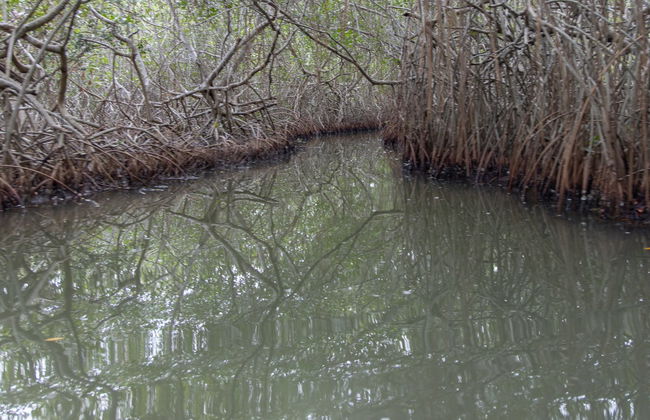 Escursione alla Ciénaga Grande de Santa Marta - Foto 3