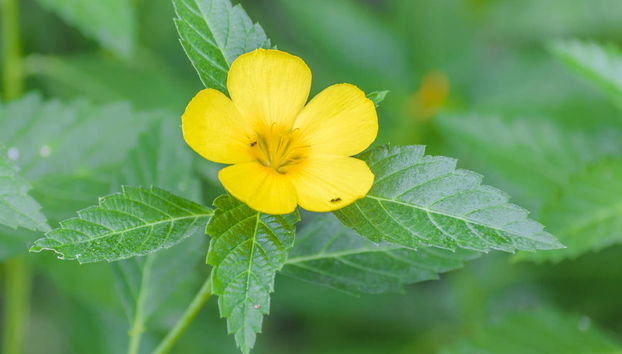 Guayaquil Botanical Garden Tour - Foto 2