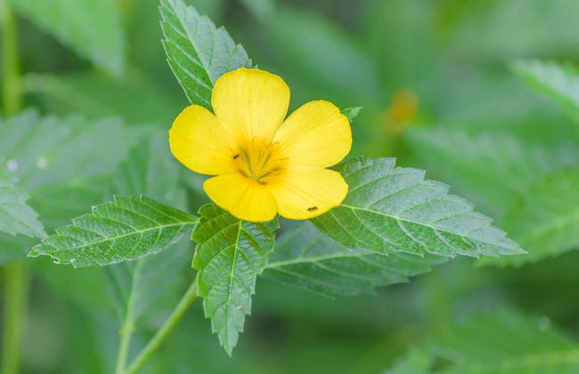 Guayaquil Botanical Garden Tour - Foto 2