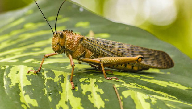 Guayaquil Botanical Garden Tour - Foto 3