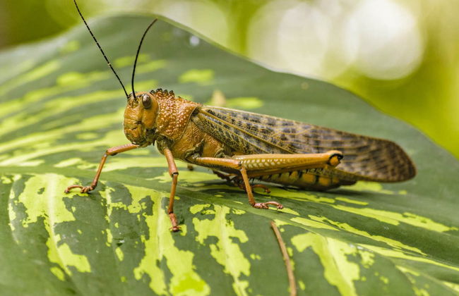 Guayaquil Botanical Garden Tour - Foto 3