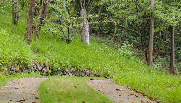 Guayaquil Botanical Garden Tour - Foto 5