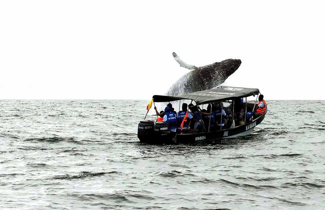 Avvistamento di balene a Baia Malaga - Foto 7