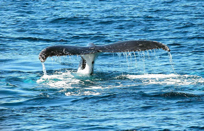 Avvistamento di balene a Baia Malaga - Foto 2