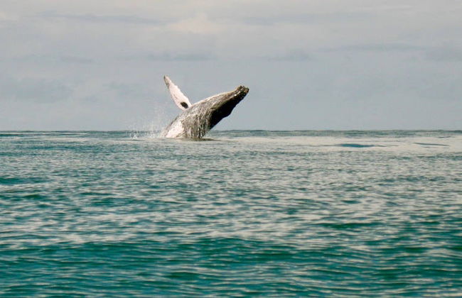 Avvistamento di balene a Baia Malaga - Foto 9