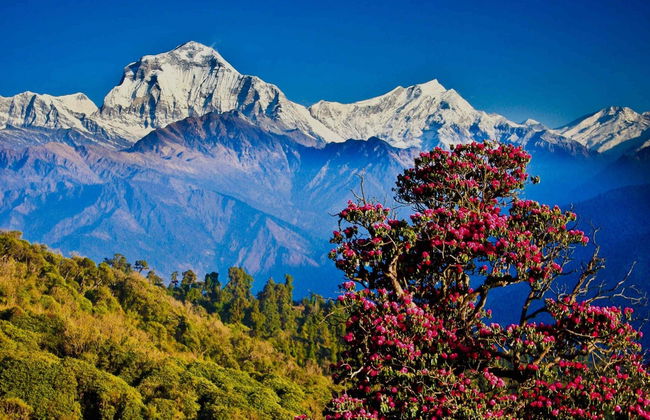 Poon Hill & Ghorepani 3-Day Hike - Photo 3
