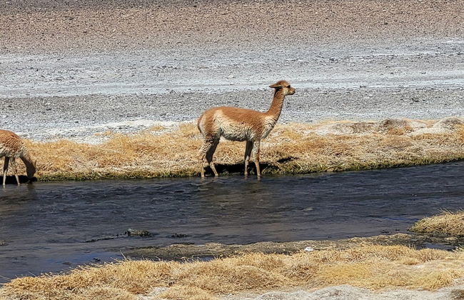Ruta de los Salares - Foto 5